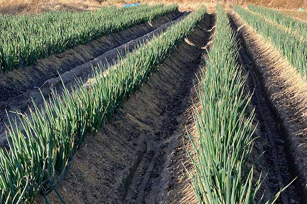 岡山県産白ネギ