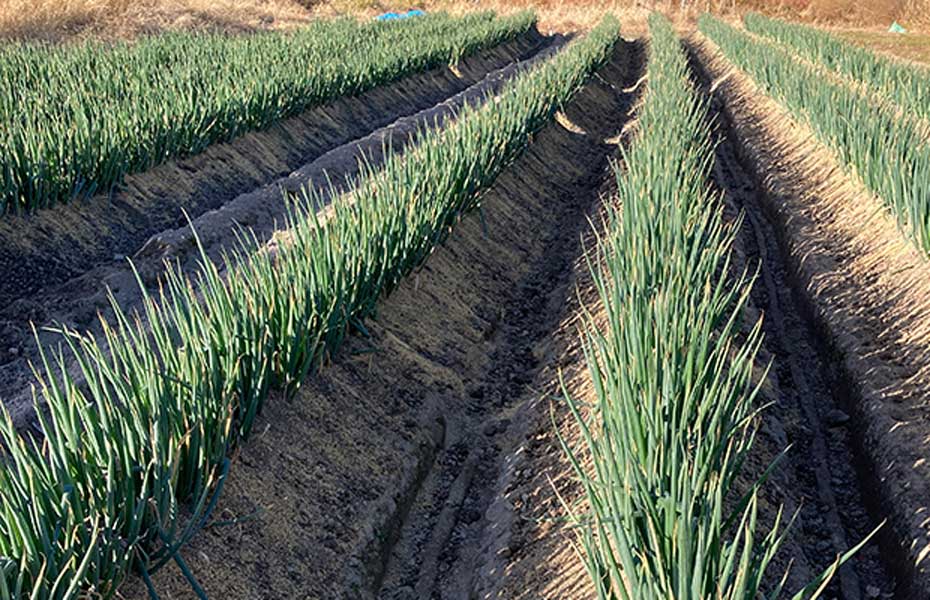 「食物を創る」創伸建設の新しい取り組み